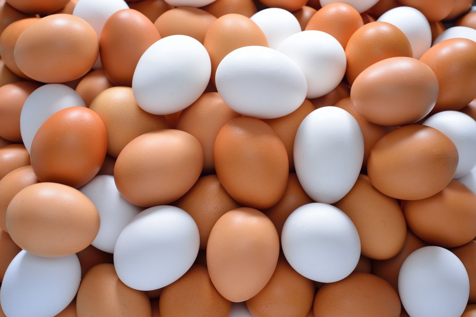 the difference between white and brown eggs