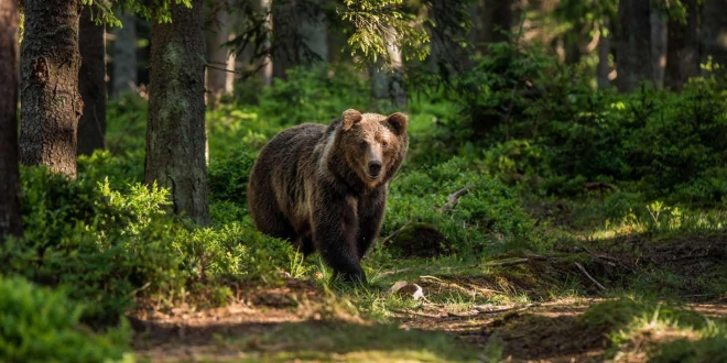 medvjedi blizu naselja u banovićima: lovci pojačali kontrolu –