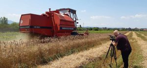 Prinosi pšenice od ovogodišnje žetve ne prelaze 50% od optimalnih i planiranih
