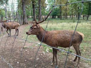 porodično poljoprivredno gazdinstvo “jelen” – turistički biser živinica i tk