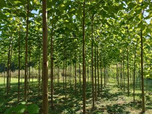 naš sugrađanin avdija ćatović – uspješan uzgajivač drveta paulovnije