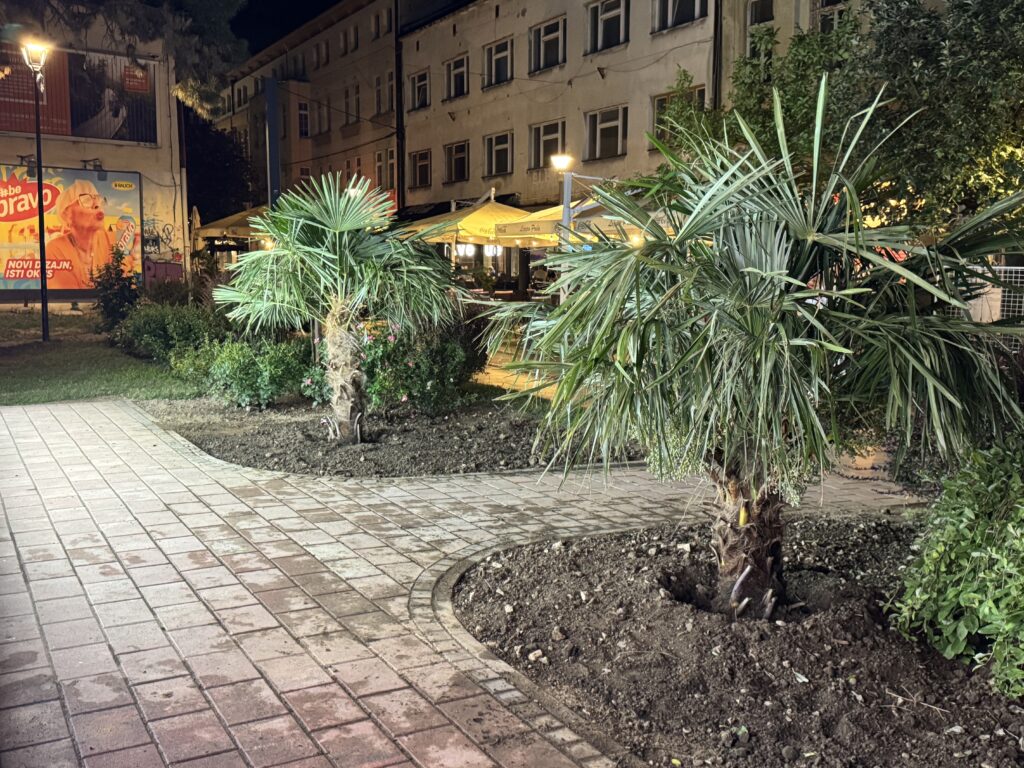 Palme uljepšale Korzo i gradski park u Tuzli Palme uljepšale Korzo i gradski park u Tuzli