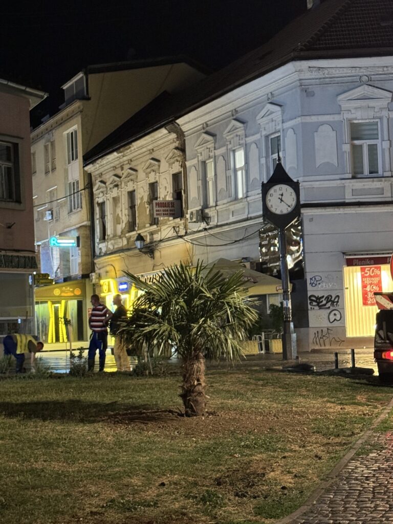 Palme uljepšale Korzo i gradski park u Tuzli Palme uljepšale Korzo i gradski park u Tuzli